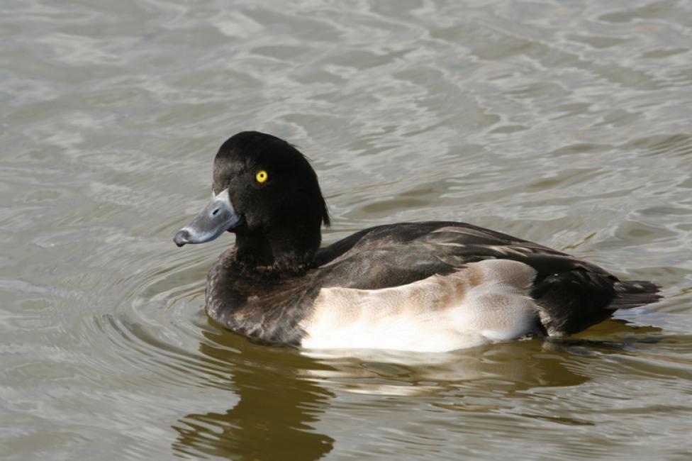 Porrón moñudo (Aythya fuligula)